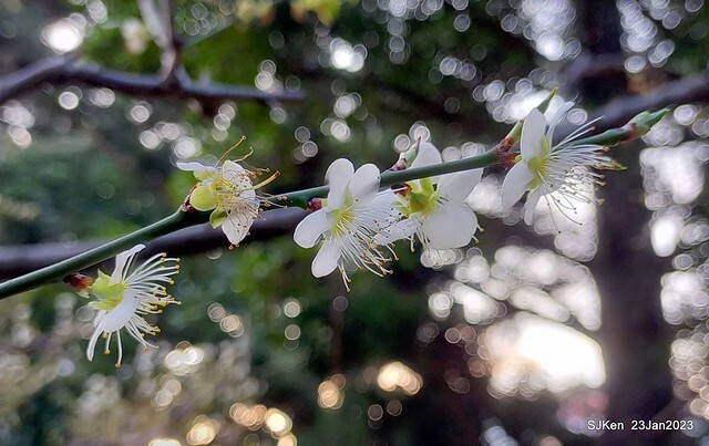2023正月初一「中正紀念堂」走春賞梅 (Plum blossoms at CKS Memorial Hall), Taipei, Taiwan, SJKen, Jan 23, 2023
