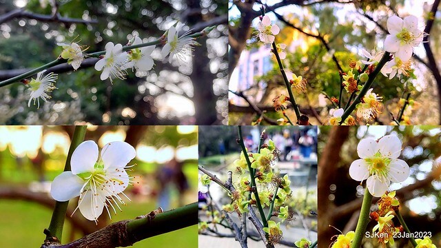 2023正月初一「中正紀念堂」走春賞梅 (Plum blossoms at CKS Memorial Hall), Taipei, Taiwan, SJKen, Jan 23, 2023