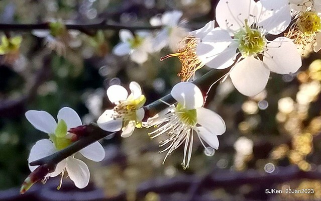 2023正月初一「中正紀念堂」走春賞梅 (Plum blossoms at CKS Memorial Hall), Taipei, Taiwan, SJKen, Jan 23, 2023