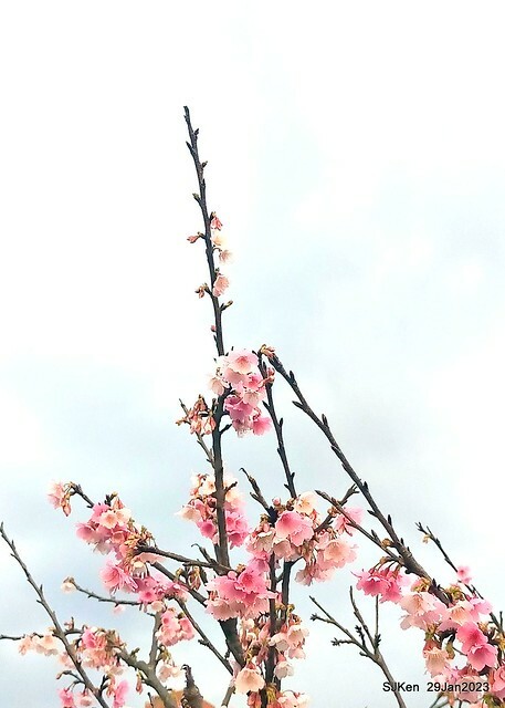 「2023內湖樂活公園賞櫻」(Cherryblossoms at Ne-hu park, Taipei, Taiwan, SJKen, Jan 29, 2023. 「2023內湖樂活公園賞櫻」(Cherryblossoms at Ne-hu park, Taipei, Taiwan, SJKen, Jan 29, 2023.