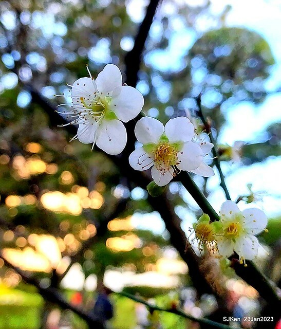 2023正月初一「中正紀念堂」走春賞梅 (Plum blossoms at CKS Memorial Hall), Taipei, Taiwan, SJKen, Jan 23, 2023