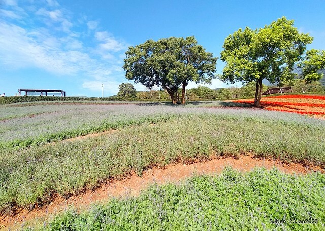 「北投社三層崎花海公園」(Ki-Pataw Shan-Tseng-Chi Park)與北投公園，SJKen , Taipei, Taiwan, Jan 23, 2023.