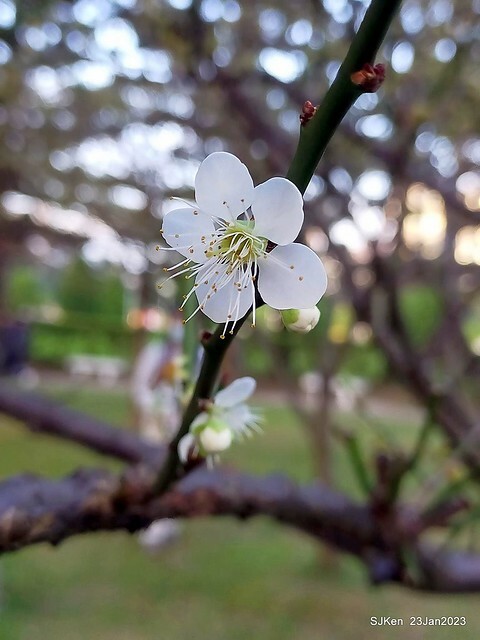 2023正月初一「中正紀念堂」走春賞梅 (Plum blossoms at CKS Memorial Hall), Taipei, Taiwan, SJKen, Jan 23, 2023
