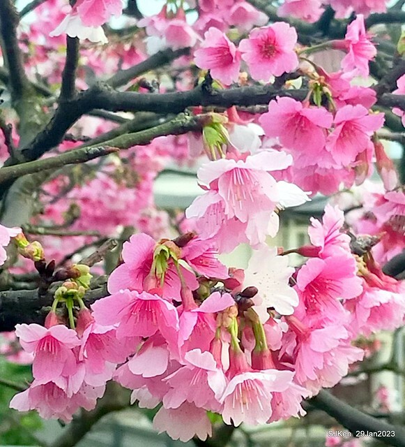「2023內湖樂活公園賞櫻」(Cherryblossoms at Ne-hu park, Taipei, Taiwan, SJKen, Jan 29, 2023. 「2023內湖樂活公園賞櫻」(Cherryblossoms at Ne-hu park, Taipei, Taiwan, SJKen, Jan 29, 2023.