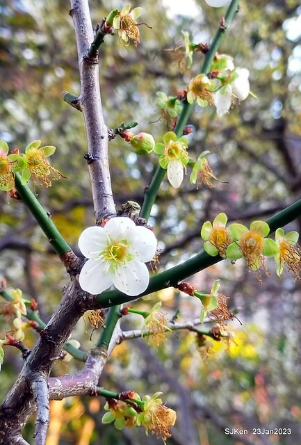 2023正月初一「中正紀念堂」走春賞梅 (Plum blossoms at CKS Memorial Hall), Taipei, Taiwan, SJKen, Jan 23, 2023