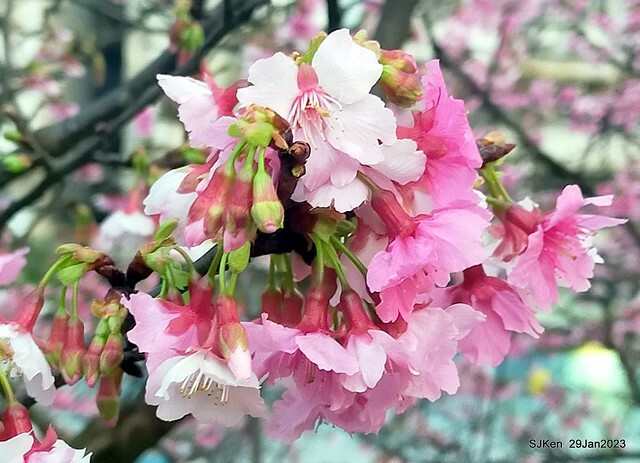 「2023內湖樂活公園賞櫻」(Cherryblossoms at Ne-hu park, Taipei, Taiwan, SJKen, Jan 29, 2023. 「2023內湖樂活公園賞櫻」(Cherryblossoms at Ne-hu park, Taipei, Taiwan, SJKen, Jan 29, 2023.
