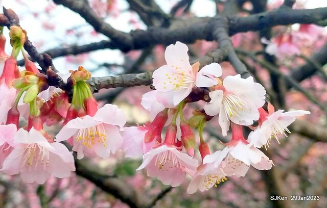 「2023內湖樂活公園賞櫻」(Cherryblossoms at Ne-hu park, Taipei, Taiwan, SJKen, Jan 29, 2023. 「2023內湖樂活公園賞櫻」(Cherryblossoms at Ne-hu park, Taipei, Taiwan, SJKen, Jan 29, 2023.