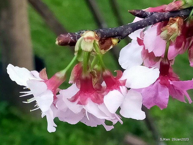 「2023內湖樂活公園賞櫻」(Cherryblossoms at Ne-hu park, Taipei, Taiwan, SJKen, Jan 29, 2023. 「2023內湖樂活公園賞櫻」(Cherryblossoms at Ne-hu park, Taipei, Taiwan, SJKen, Jan 29, 2023.