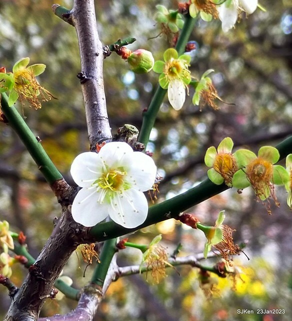 2023正月初一「中正紀念堂」走春賞梅 (Plum blossoms at CKS Memorial Hall), Taipei, Taiwan, SJKen, Jan 23, 2023