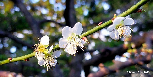 2023正月初一「中正紀念堂」走春賞梅 (Plum blossoms at CKS Memorial Hall), Taipei, Taiwan, SJKen, Jan 23, 2023