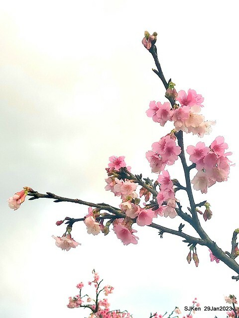 「2023內湖樂活公園賞櫻」(Cherryblossoms at Ne-hu park, Taipei, Taiwan, SJKen, Jan 29, 2023. 「2023內湖樂活公園賞櫻」(Cherryblossoms at Ne-hu park, Taipei, Taiwan, SJKen, Jan 29, 2023.