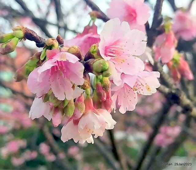「2023內湖樂活公園賞櫻」(Cherryblossoms at Ne-hu park, Taipei, Taiwan, SJKen, Jan 29, 2023. 「2023內湖樂活公園賞櫻」(Cherryblossoms at Ne-hu park, Taipei, Taiwan, SJKen, Jan 29, 2023.