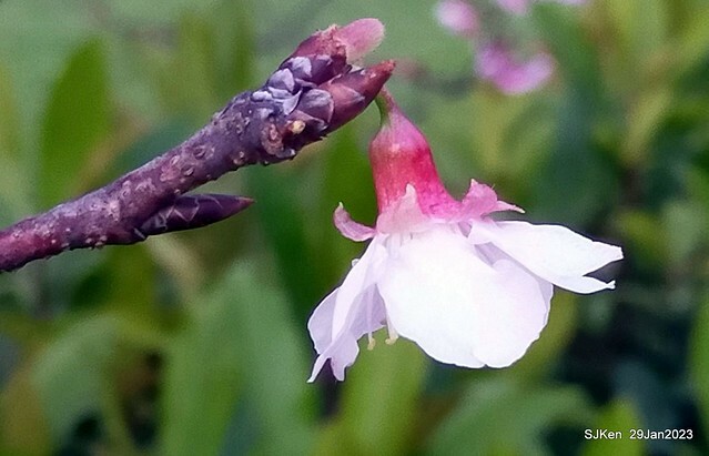 「2023內湖樂活公園賞櫻」(Cherryblossoms at Ne-hu park, Taipei, Taiwan, SJKen, Jan 29, 2023. 「2023內湖樂活公園賞櫻」(Cherryblossoms at Ne-hu park, Taipei, Taiwan, SJKen, Jan 29, 2023.