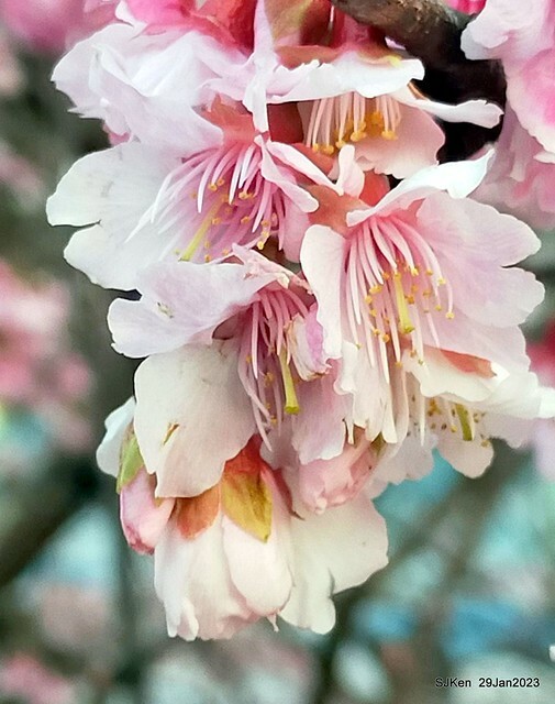 「2023內湖樂活公園賞櫻」(Cherryblossoms at Ne-hu park, Taipei, Taiwan, SJKen, Jan 29, 2023. 「2023內湖樂活公園賞櫻」(Cherryblossoms at Ne-hu park, Taipei, Taiwan, SJKen, Jan 29, 2023.
