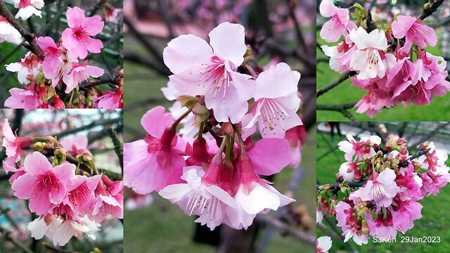 「2023內湖樂活公園賞櫻」(Cherryblossoms at Ne-hu park, Taipei, Taiwan, SJKen, Jan 29, 2023. 「2023內湖樂活公園賞櫻」(Cherryblossoms at Ne-hu park, Taipei, Taiwan, SJKen, Jan 29, 2023.