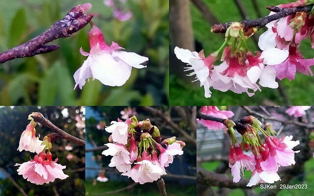 「2023內湖樂活公園賞櫻」(Cherryblossoms at Ne-hu park, Taipei, Taiwan, SJKen, Jan 29, 2023. 「2023內湖樂活公園賞櫻」(Cherryblossoms at Ne-hu park, Taipei, Taiwan, SJKen, Jan 29, 2023.