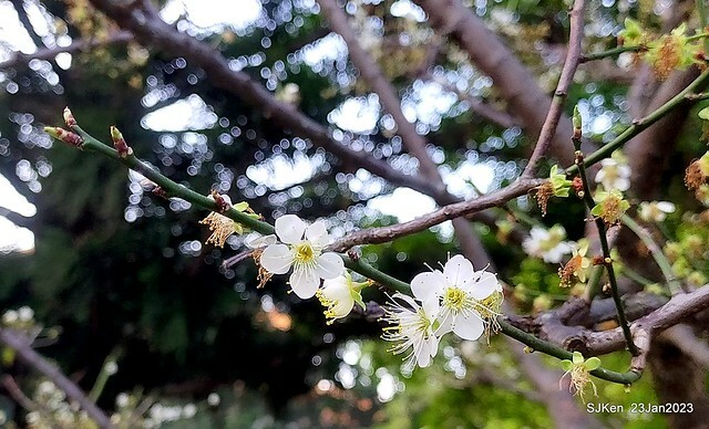 2023正月初一「中正紀念堂」走春賞梅 (Plum blossoms at CKS Memorial Hall), Taipei, Taiwan, SJKen, Jan 23, 2023