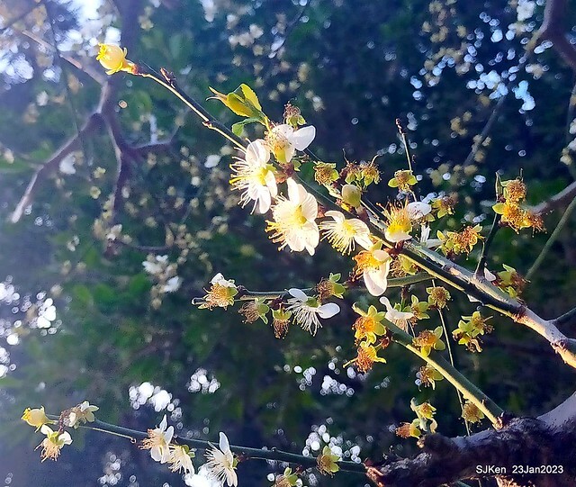 2023正月初一「中正紀念堂」走春賞梅 (Plum blossoms at CKS Memorial Hall), Taipei, Taiwan, SJKen, Jan 23, 2023