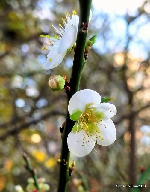 2023正月初一「中正紀念堂」走春賞梅 (Plum blossoms at CKS Memorial Hall), Taipei, Taiwan, SJKen, Jan 23, 2023