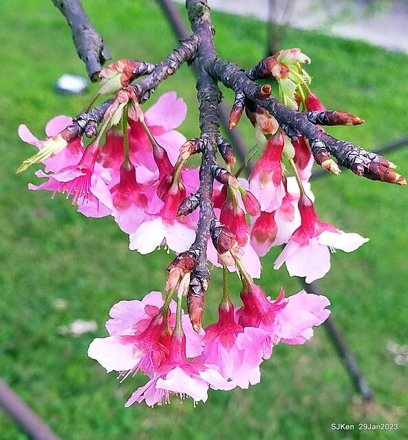 「2023內湖樂活公園賞櫻」(Cherryblossoms at Ne-hu park, Taipei, Taiwan, SJKen, Jan 29, 2023. 「2023內湖樂活公園賞櫻」(Cherryblossoms at Ne-hu park, Taipei, Taiwan, SJKen, Jan 29, 2023.