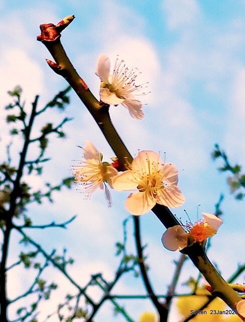 2023正月初一「中正紀念堂」走春賞梅 (Plum blossoms at CKS Memorial Hall), Taipei, Taiwan, SJKen, Jan 23, 2023