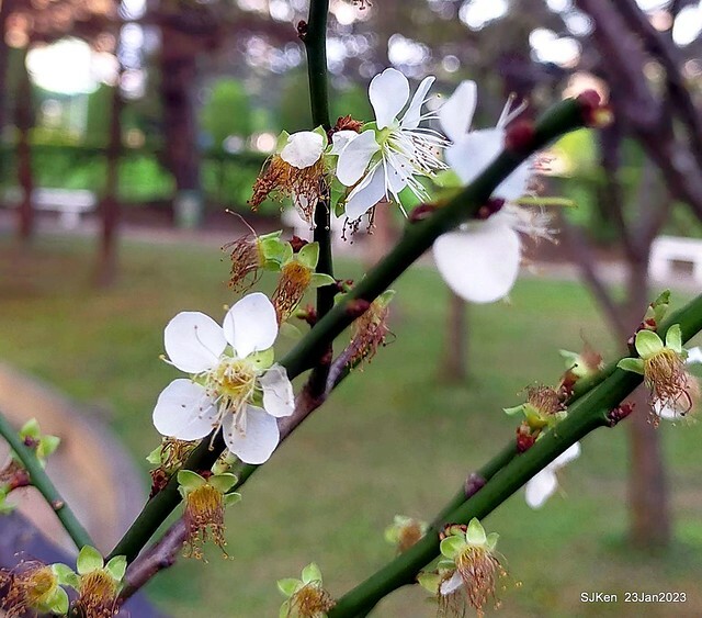 2023正月初一「中正紀念堂」走春賞梅 (Plum blossoms at CKS Memorial Hall), Taipei, Taiwan, SJKen, Jan 23, 2023