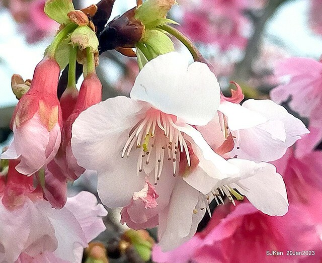 「2023內湖樂活公園賞櫻」(Cherryblossoms at Ne-hu park, Taipei, Taiwan, SJKen, Jan 29, 2023. 「2023內湖樂活公園賞櫻」(Cherryblossoms at Ne-hu park, Taipei, Taiwan, SJKen, Jan 29, 2023.