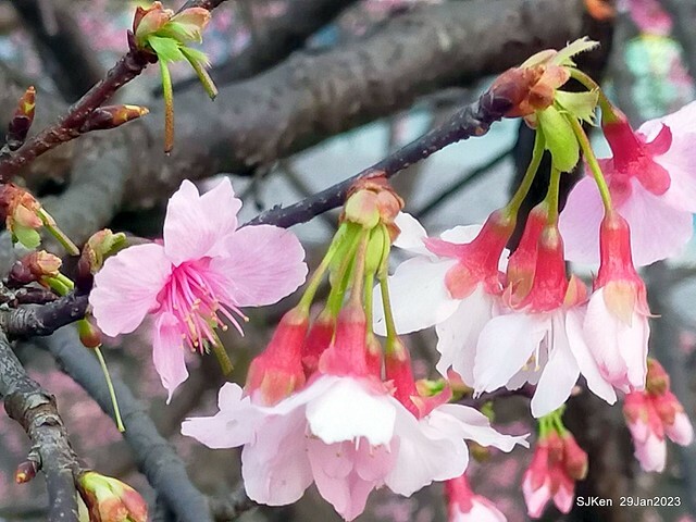 「2023內湖樂活公園賞櫻」(Cherryblossoms at Ne-hu park, Taipei, Taiwan, SJKen, Jan 29, 2023. 「2023內湖樂活公園賞櫻」(Cherryblossoms at Ne-hu park, Taipei, Taiwan, SJKen, Jan 29, 2023.