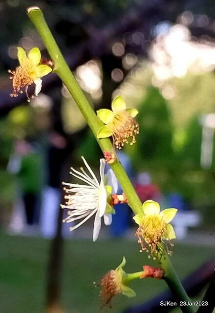 2023正月初一「中正紀念堂」走春賞梅 (Plum blossoms at CKS Memorial Hall), Taipei, Taiwan, SJKen, Jan 23, 2023