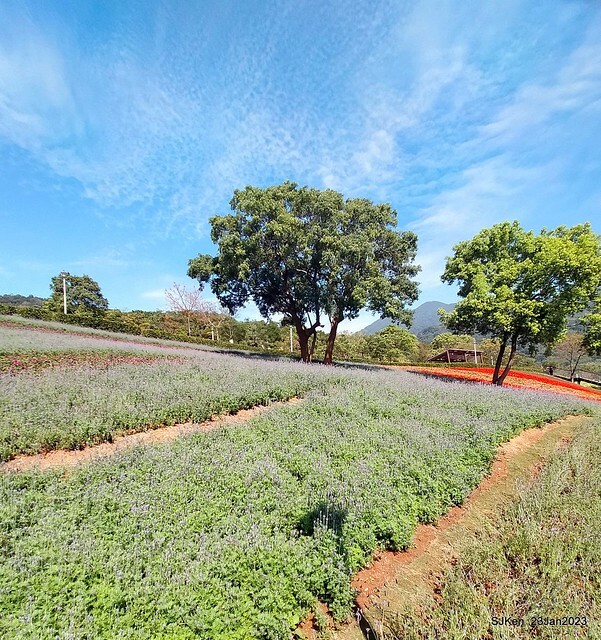 「北投社三層崎花海公園」(Ki-Pataw Shan-Tseng-Chi Park)與北投公園，SJKen , Taipei, Taiwan, Jan 23, 2023.