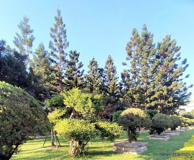 2023正月初一「中正紀念堂」走春賞梅 (Plum blossoms at CKS Memorial Hall), Taipei, Taiwan, SJKen, Jan 23, 2023