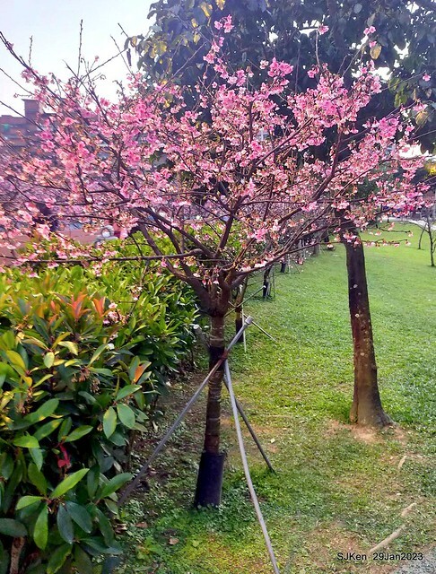 「2023內湖樂活公園賞櫻」(Cherryblossoms at Ne-hu park, Taipei, Taiwan, SJKen, Jan 29, 2023. 「2023內湖樂活公園賞櫻」(Cherryblossoms at Ne-hu park, Taipei, Taiwan, SJKen, Jan 29, 2023.