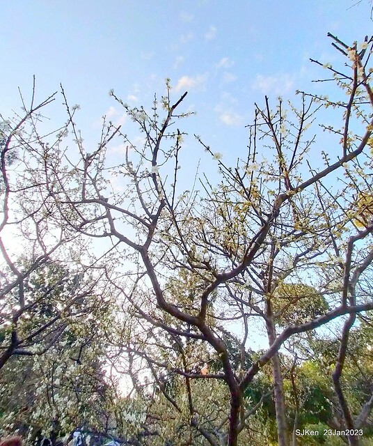 2023正月初一「中正紀念堂」走春賞梅 (Plum blossoms at CKS Memorial Hall), Taipei, Taiwan, SJKen, Jan 23, 2023