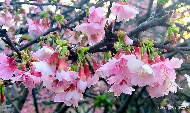 「2023內湖樂活公園賞櫻」(Cherryblossoms at Ne-hu park, Taipei, Taiwan, SJKen, Jan 29, 2023. 「2023內湖樂活公園賞櫻」(Cherryblossoms at Ne-hu park, Taipei, Taiwan, SJKen, Jan 29, 2023.