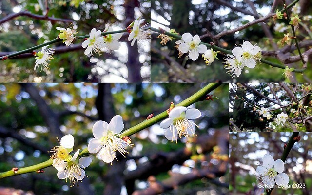 2023正月初一「中正紀念堂」走春賞梅 (Plum blossoms at CKS Memorial Hall), Taipei, Taiwan, SJKen, Jan 23, 2023