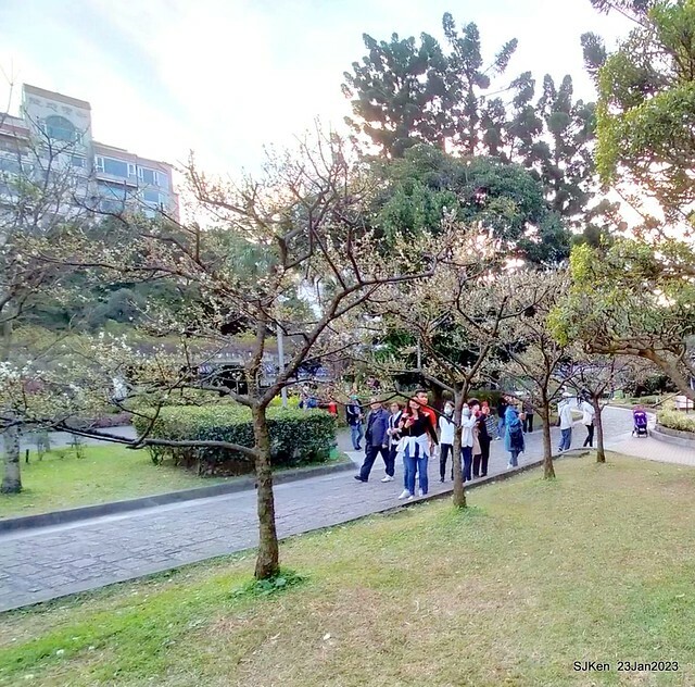 2023正月初一「中正紀念堂」走春賞梅 (Plum blossoms at CKS Memorial Hall), Taipei, Taiwan, SJKen, Jan 23, 2023