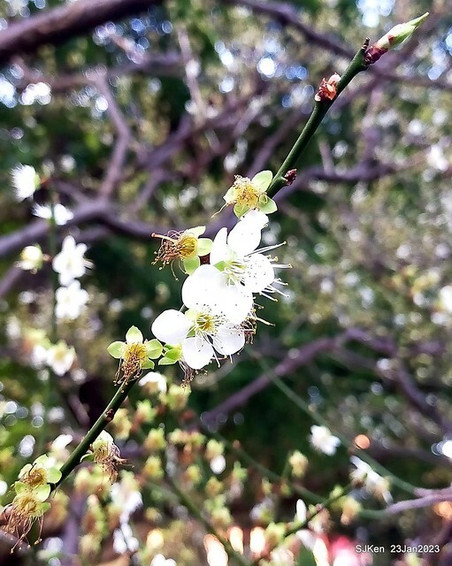 2023正月初一「中正紀念堂」走春賞梅 (Plum blossoms at CKS Memorial Hall), Taipei, Taiwan, SJKen, Jan 23, 2023