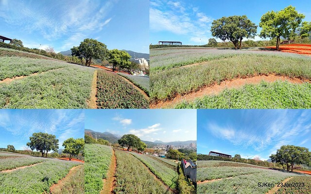 「北投社三層崎花海公園」(Ki-Pataw Shan-Tseng-Chi Park)與北投公園，SJKen , Taipei, Taiwan, Jan 23, 2023.