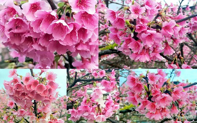 「2023內湖樂活公園賞櫻」(Cherryblossoms at Ne-hu park, Taipei, Taiwan, SJKen, Jan 29, 2023. 「2023內湖樂活公園賞櫻」(Cherryblossoms at Ne-hu park, Taipei, Taiwan, SJKen, Jan 29, 2023.