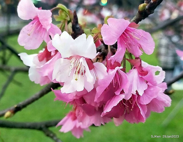 「2023內湖樂活公園賞櫻」(Cherryblossoms at Ne-hu park, Taipei, Taiwan, SJKen, Jan 29, 2023. 「2023內湖樂活公園賞櫻」(Cherryblossoms at Ne-hu park, Taipei, Taiwan, SJKen, Jan 29, 2023.