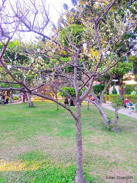 2023正月初一「中正紀念堂」走春賞梅 (Plum blossoms at CKS Memorial Hall), Taipei, Taiwan, SJKen, Jan 23, 2023