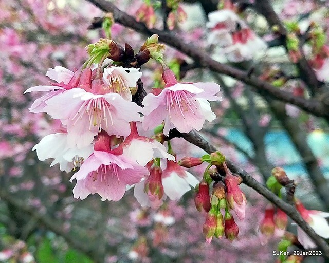 「2023內湖樂活公園賞櫻」(Cherryblossoms at Ne-hu park, Taipei, Taiwan, SJKen, Jan 29, 2023. 「2023內湖樂活公園賞櫻」(Cherryblossoms at Ne-hu park, Taipei, Taiwan, SJKen, Jan 29, 2023.
