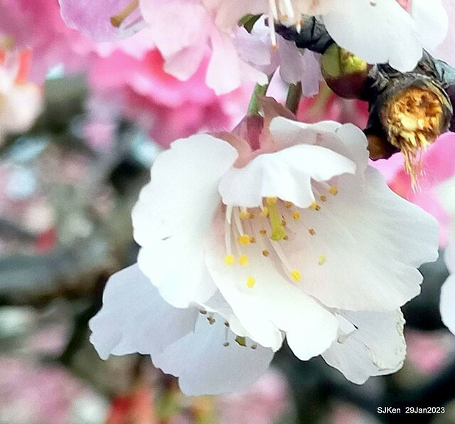 「2023內湖樂活公園賞櫻」(Cherryblossoms at Ne-hu park, Taipei, Taiwan, SJKen, Jan 29, 2023. 「2023內湖樂活公園賞櫻」(Cherryblossoms at Ne-hu park, Taipei, Taiwan, SJKen, Jan 29, 2023.