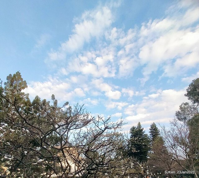 2023正月初一「中正紀念堂」走春賞梅 (Plum blossoms at CKS Memorial Hall), Taipei, Taiwan, SJKen, Jan 23, 2023
