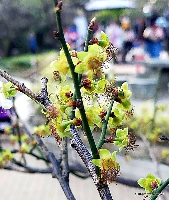 2023正月初一「中正紀念堂」走春賞梅 (Plum blossoms at CKS Memorial Hall), Taipei, Taiwan, SJKen, Jan 23, 2023