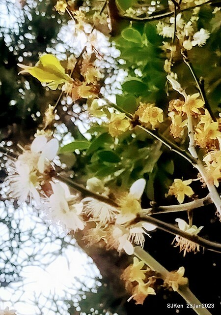 2023正月初一「中正紀念堂」走春賞梅 (Plum blossoms at CKS Memorial Hall), Taipei, Taiwan, SJKen, Jan 23, 2023