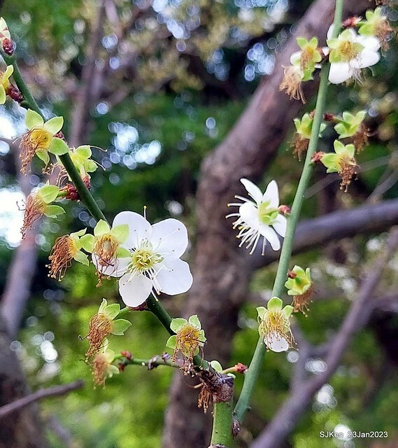 2023正月初一「中正紀念堂」走春賞梅 (Plum blossoms at CKS Memorial Hall), Taipei, Taiwan, SJKen, Jan 23, 2023