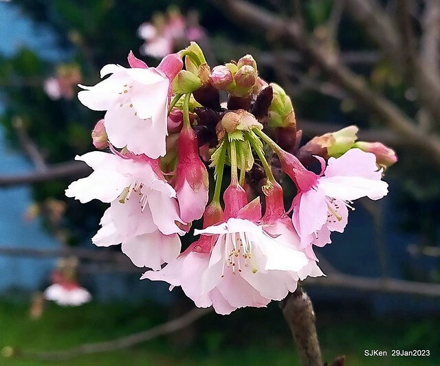 「2023內湖樂活公園賞櫻」(Cherryblossoms at Ne-hu park, Taipei, Taiwan, SJKen, Jan 29, 2023. 「2023內湖樂活公園賞櫻」(Cherryblossoms at Ne-hu park, Taipei, Taiwan, SJKen, Jan 29, 2023.