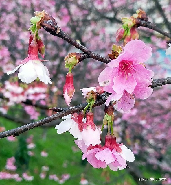 「2023內湖樂活公園賞櫻」(Cherryblossoms at Ne-hu park, Taipei, Taiwan, SJKen, Jan 29, 2023. 「2023內湖樂活公園賞櫻」(Cherryblossoms at Ne-hu park, Taipei, Taiwan, SJKen, Jan 29, 2023.