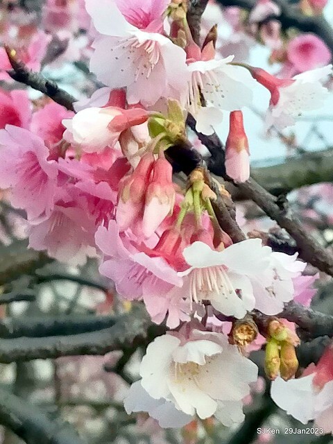 「2023內湖樂活公園賞櫻」(Cherryblossoms at Ne-hu park, Taipei, Taiwan, SJKen, Jan 29, 2023. 「2023內湖樂活公園賞櫻」(Cherryblossoms at Ne-hu park, Taipei, Taiwan, SJKen, Jan 29, 2023.